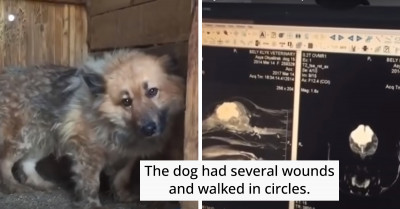 Poor Dog With Deformed Skull Rescued And Brought Back To Health