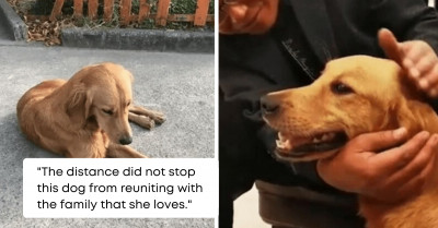 Golden Retriever, Who Temporarily Stayed With Her Family's Friend, Walked 62 Miles In A Span Of Two Weeks Just To Go Back Home