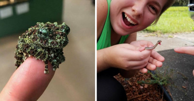 50 Photos Of Cute Animals That Can Fit On Your Fingertip
