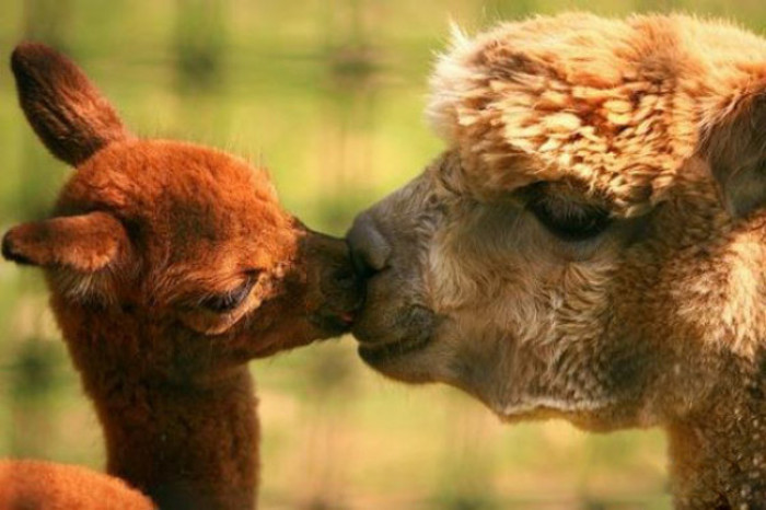 33. Baby Alpaca kissing its mama