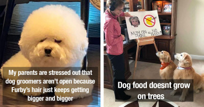 Dog Lovers Will Definitely Find These Dogs Delightful