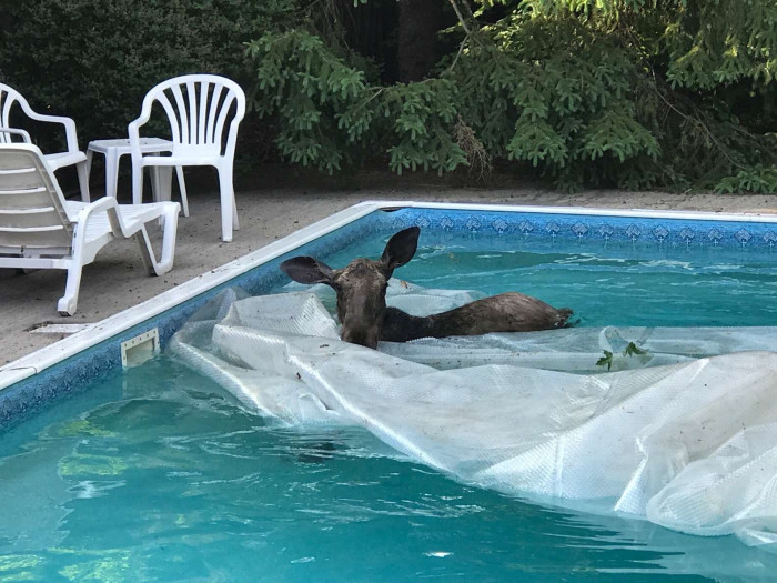 “We’ve lived in this house for 40 years, and this is the first time I’ve seen a moose this close to the city,” Koch said.