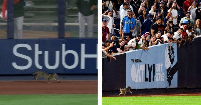 Stray Cat Interrupted a Baseball Game and Instantly Became the Real MVP