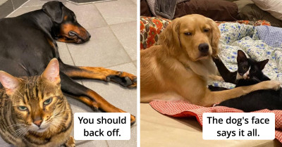 20 Photos That Perfectly Sum Up Cat And Dog Relationships And They Are All Amusingly Adorable