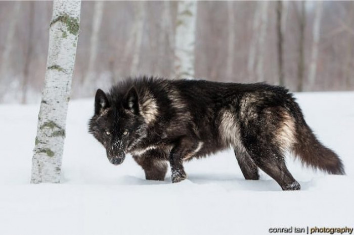 Scroll down to enjoy a few more photos of his journey with the black timber wolf!