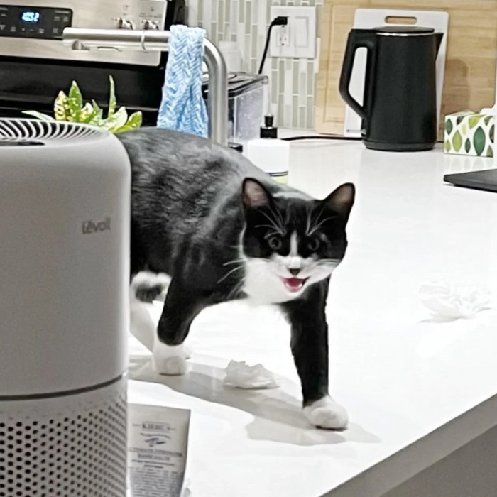 8. You gotta stop sneaking up on them; they have feelings too, you know