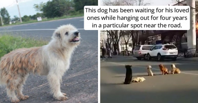 Stories That Prove That Dogs Are Man’s Best Friend And They Also Look Out For Each Other Too