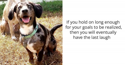 Goofy Dog Gets Caught In Slo-Mo While Playing Catch, And It's Absolutely Hilarious