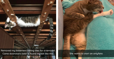 Cats Behave In Ways That Make Cat Owners Say, "Yup, Typical Cat."