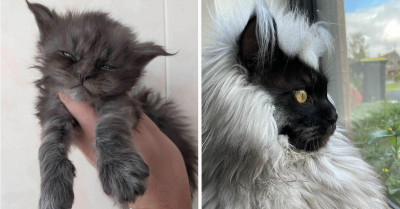 Majestic Maine Coon Has An Extra Coat And An Instagram Following Of 100K+