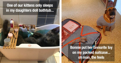 Pets That Seriously Believe That They're Humans And It's The Cutest Thing Ever