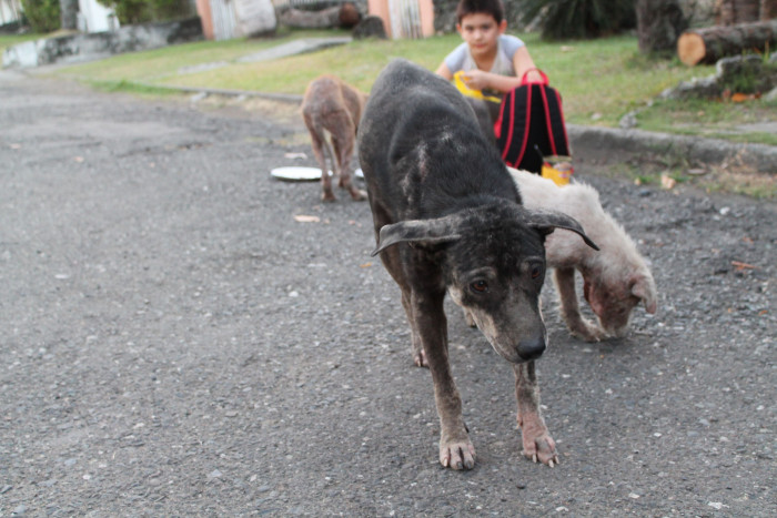 The poor dog's face is telling of the suffering it experienced while living on the street.