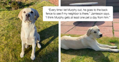 Even A Thick Fence Can’t Stop This Dog Playing With The Neighbor