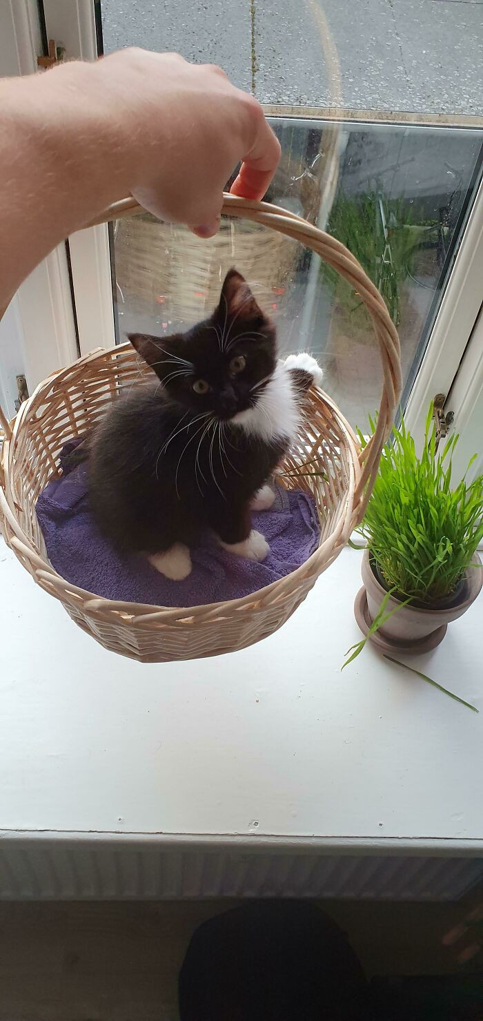 44. This is a portable cat trap, and it works