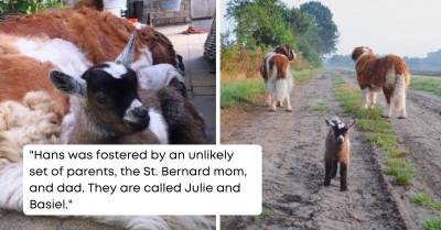 Heartwarming Story of a Cute Little Goat Who Was Raised by Foster Dog Parents
