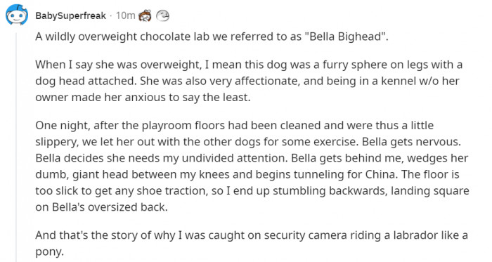 11. Chocolate lab Bella is actually a pony...