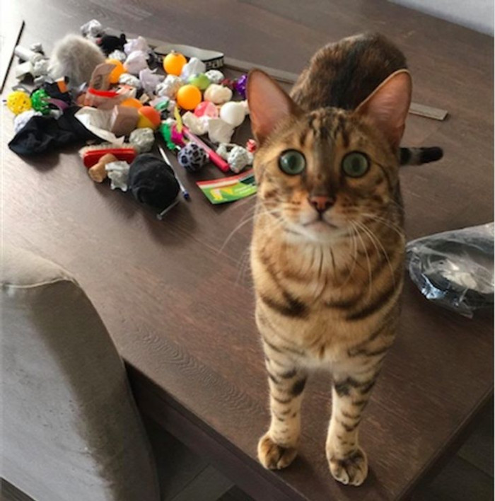 5. That's the face of a cat who was caught red-handed.