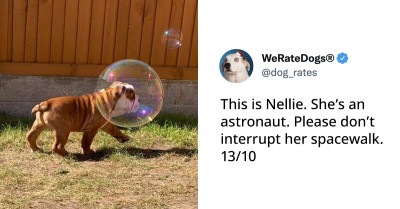 20 Of The Best Animal Tweets That Will Surely Make Your Day