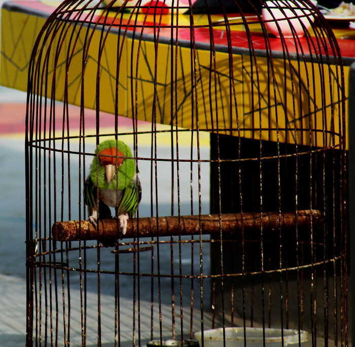 14. Pistachio, the Human Notification Ringtone