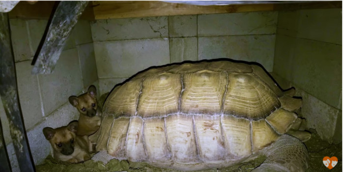 It gave the fearful puppies a sense of security and a sense of closeness to Goliath. A classic win-win.