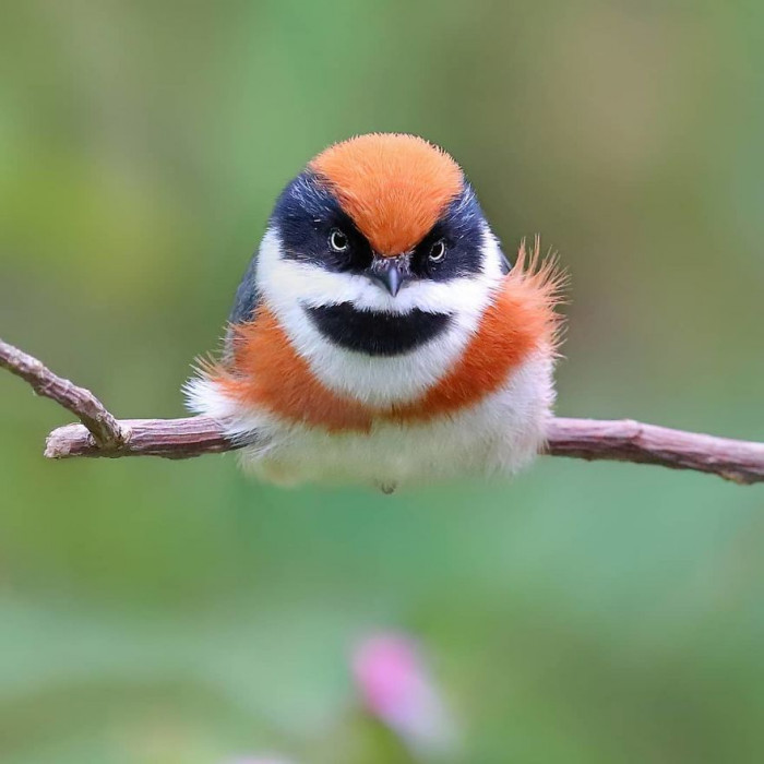 Chen Chengguang, a Taiwanese wildlife photographer that specializes in bird photography has shared photos of these birds that he captured online.