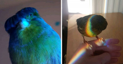Rainbow Feather Canary With A Retro-Style Bowl Cut Hairdo Is Turning Heads Everywhere