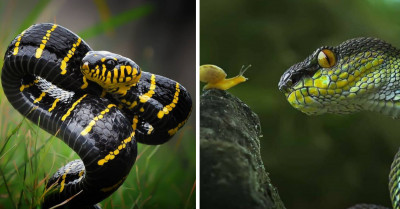 20+ Adorable Images Of Small Animals Hitching A Ride On Other Animals And Interacting