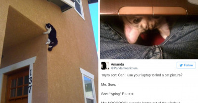 32 Tweets Show That Life Is Full Of Fun And Hilarity When You Live With Cats