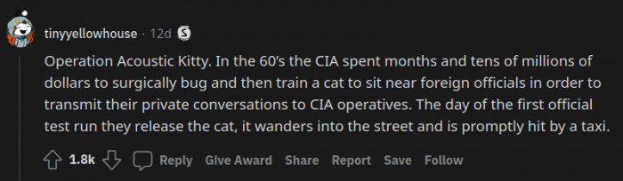 12. Well, that was not a very smart cat.