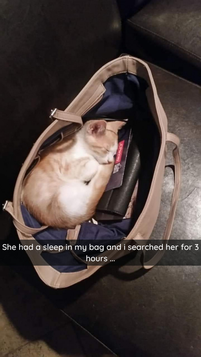 21. This is why purses should be smaller than cats.