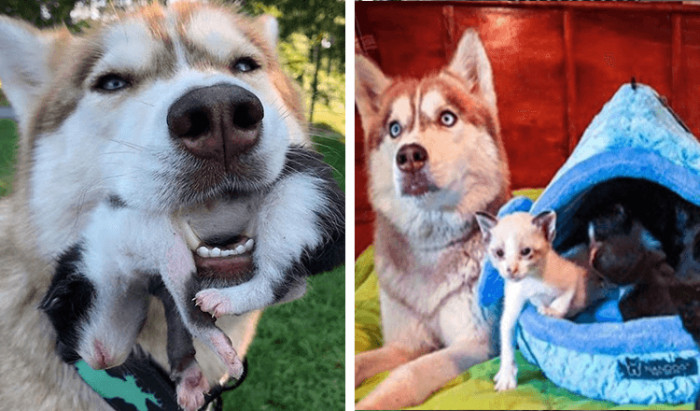 Banner has been there for the kitties and has adopted them as her own