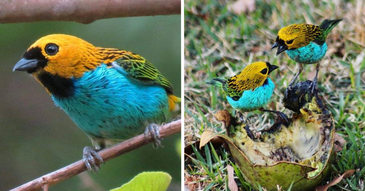 The Gilt-Edged Tanager Is A Stunning Little Bird In Iridescent Yellow, Blue, And Gilt-Edged Gold