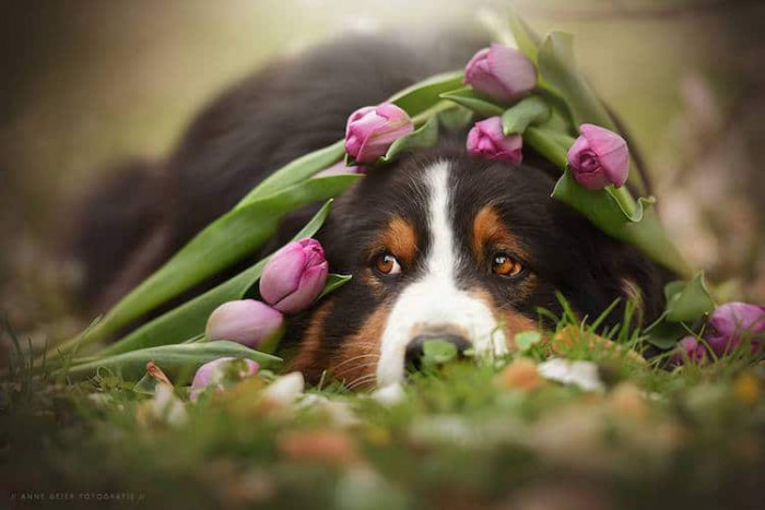 14. Flowers