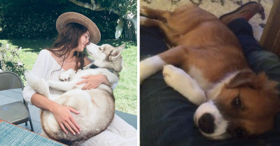 24 Celebrities’ Wholesome Posts About Their Dogs