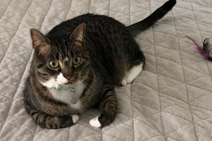 Luna and Zeke cats sit near Goji and Barkley, captured mid-mischief.