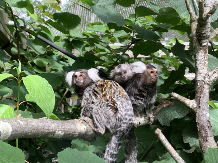 Monkey World shared in their press release, “Clydie instantly adopted him as her own, carrying, grooming and protecting little TikTok.” 