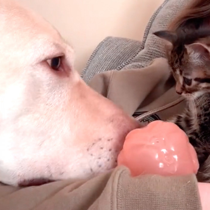 Best Buddies Playing Fetch - Oliver Gently Nudges the Ball to Creed