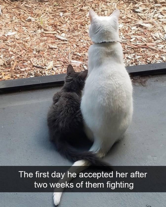 Funny cat lounging in a snug spot, “A-Meow-Zing” caption, amused owner vibe