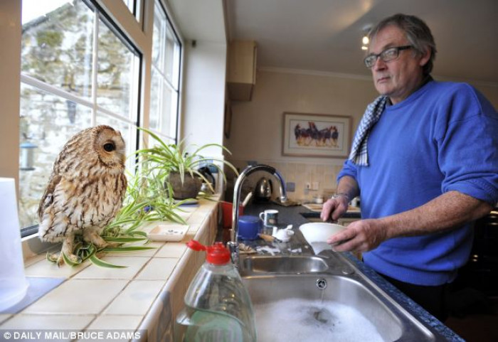 Bertie watches over Mr. Middleton as he washes dishes