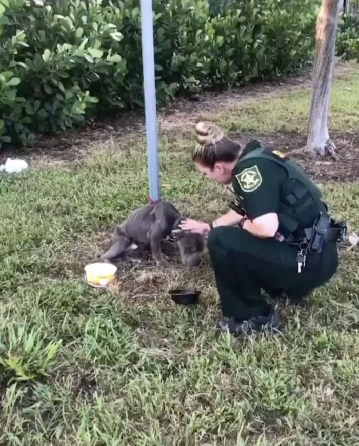 The dog reached his paw out to the officer and bowed his head for her to pat him.
