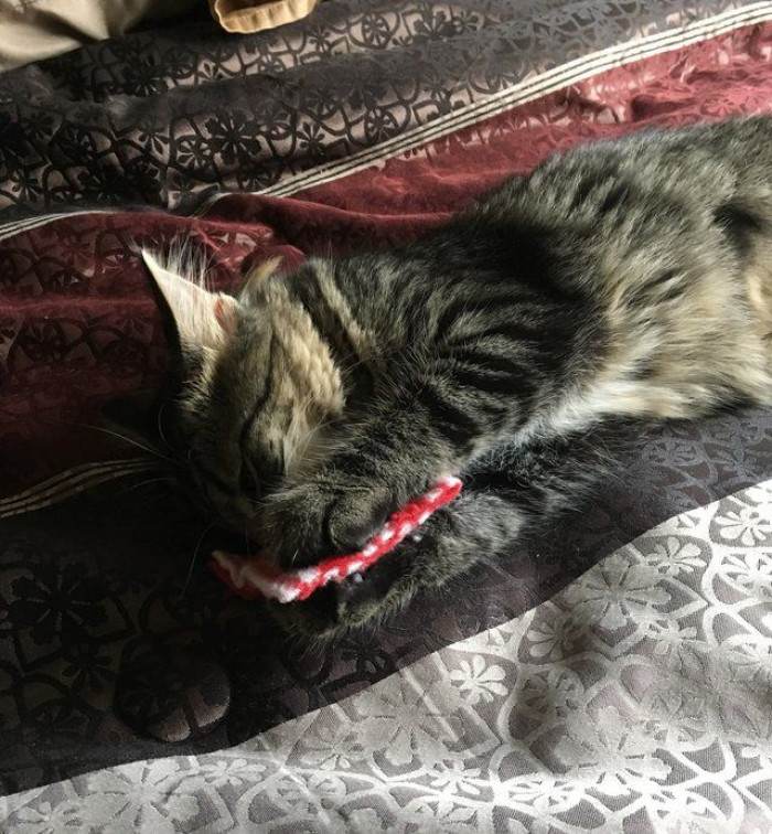 Maine Coon kitten lying down, clutching the small pillow securely