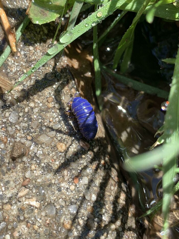 33. Found A Ultramarine Pill Bug Today With A Bright Blue Color