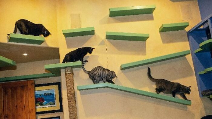 The walls have platforms for the cats to climb and play around. So considerate!