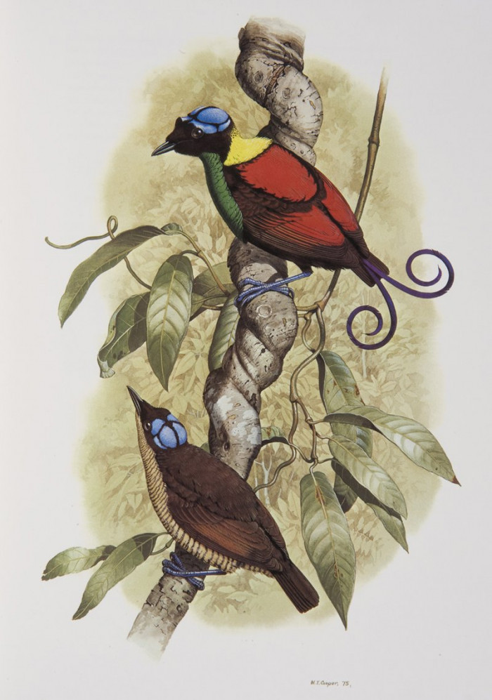 Male Wilson's Bird of Paradise are polygamous, so this species does not mate for life. Actually, the males will mate with multiple females at a time.