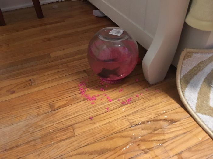 "The cat knocked my daughter's fishbowl off the table."