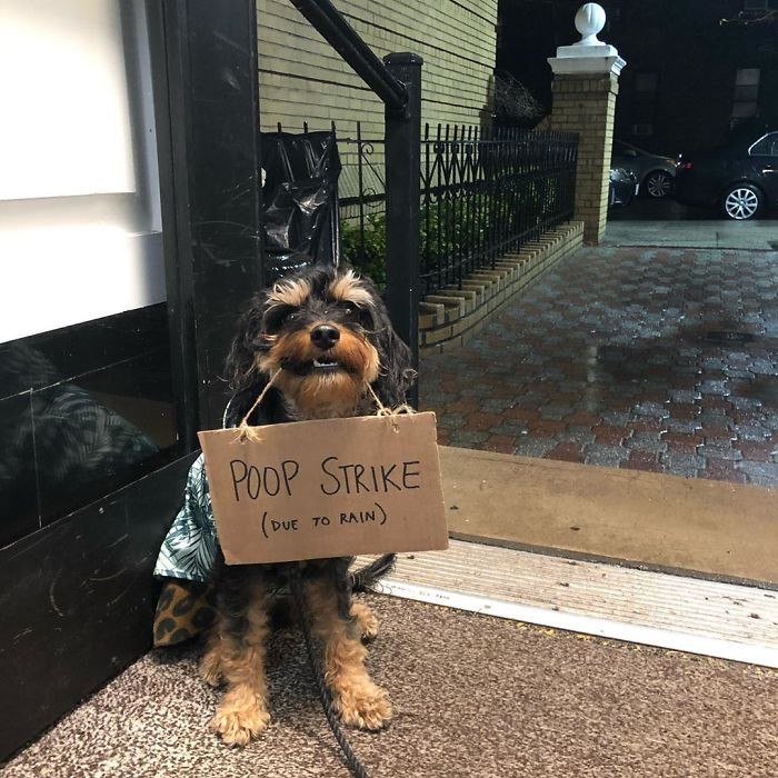 POOP STRIKE