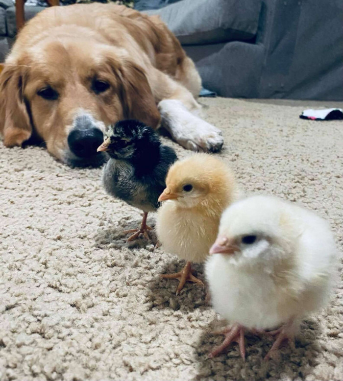 Golden Retriever playfully corrals a smaller puppy brother indoors
