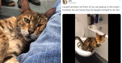 Clever Cat Surprises Owner By Teaching Himself To Use The Toilet