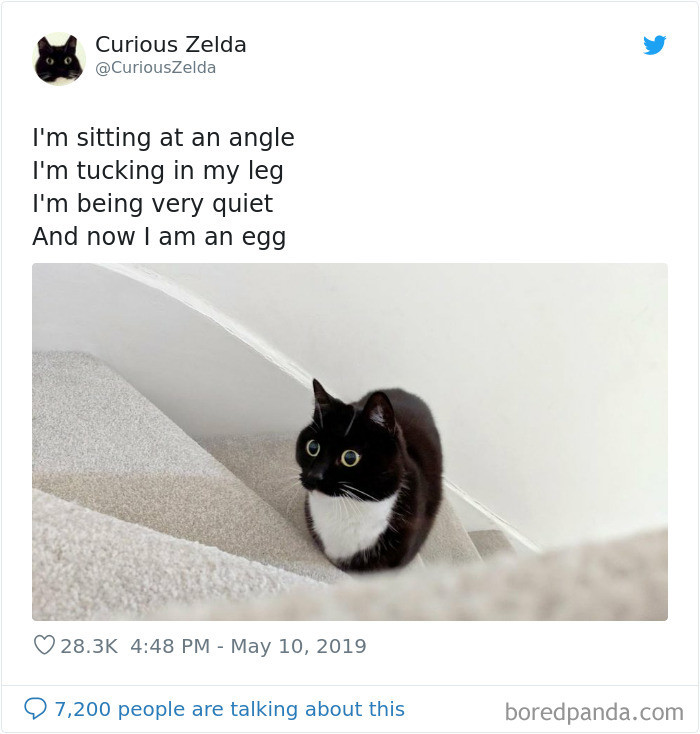 #8 Egg-Cat