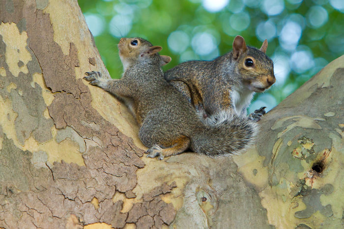 #17 Squirrels Adopt Other Baby Squirrels If They're Orphaned